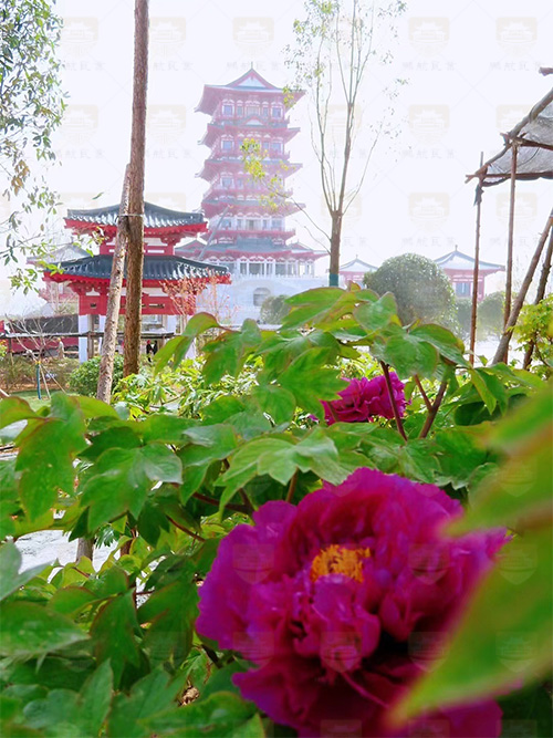 牡丹博物館 牡丹博物館